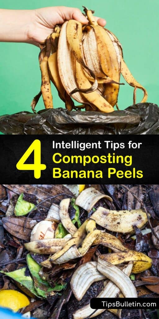 Adding banana skin to compost reduces food waste and makes an excellent fertilizer for your plant. Growers compost banana peels to make nutrient-rich banana peel compost, or brew banana peel tea or compost tea to feed their garden. #compost #banana #peels