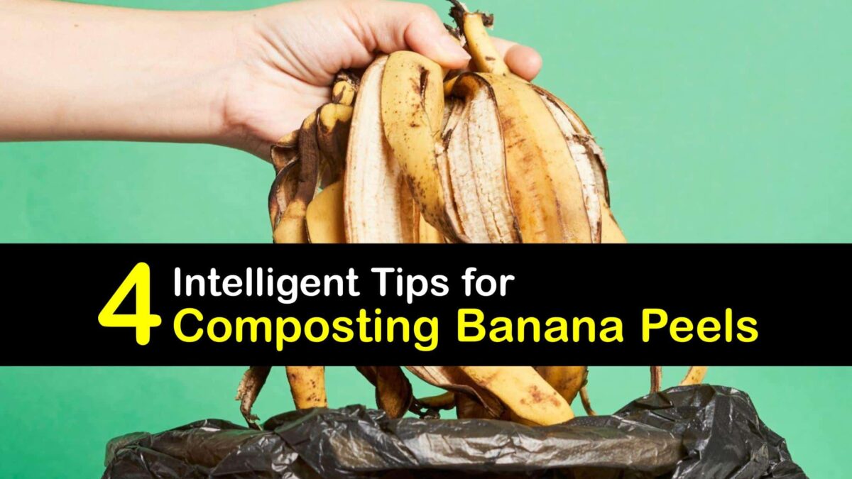 Banana Peels in Your Compost Composting a Banana Peel
