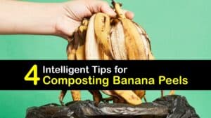 How to Compost Banana Peels titleimg1