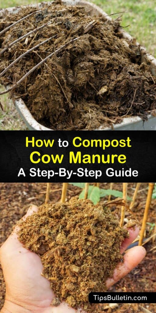Did you know that fresh cow manure makes great cow dung compost? Discover how to improve soil health with the nutrient-rich organic matter delivered by composted manure. We’ve got fascinating tips and helpful tricks to get you started on your own organic compost journey. #compost #cow #manure