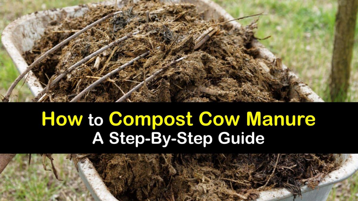 Cow Manure Compost Best Practices for Composting Cow Poop