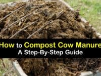 How to Compost Cow Manure titleimg1