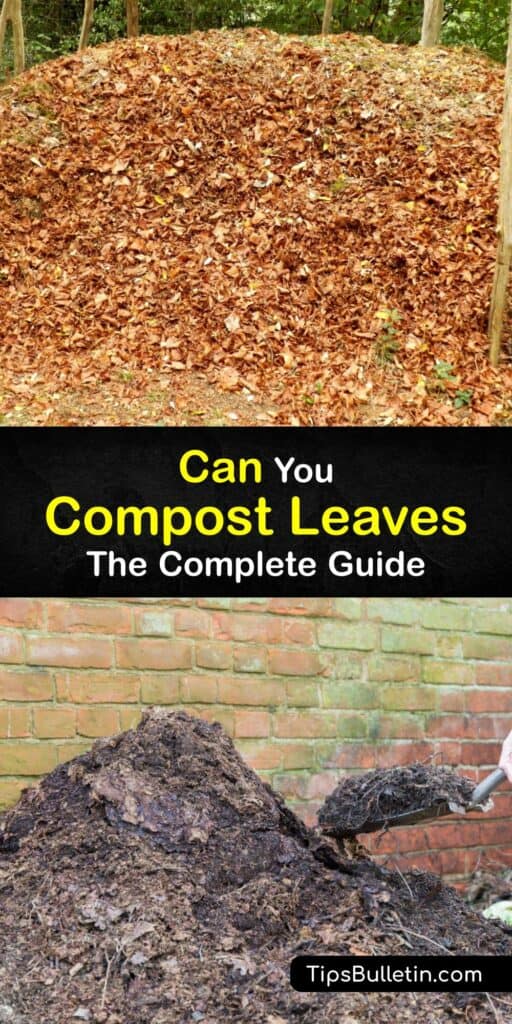 Learning how to compost shredded leaves is the best way to recycle fallen leaf piles from around your home into beneficial leaf compost for the garden. Learn how to create a balanced compost pile using organic materials at your disposal. #howto #compost #leaves