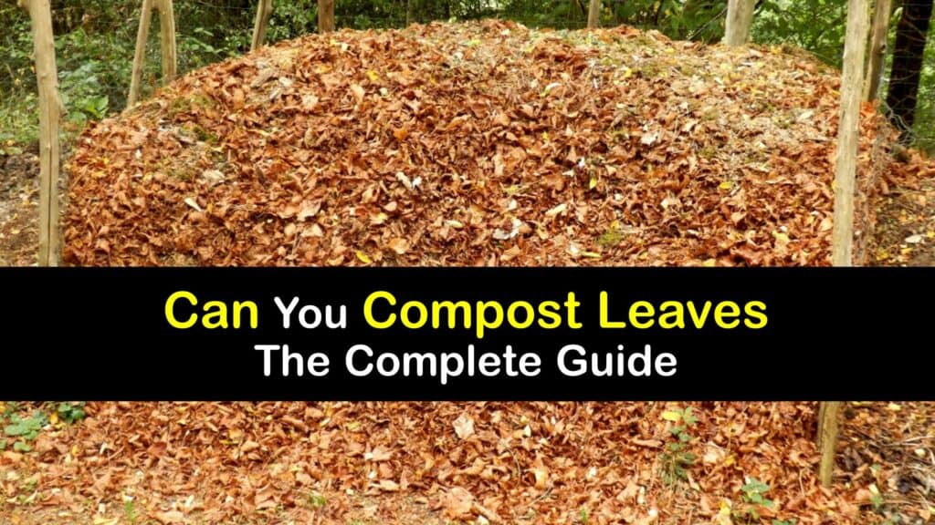 How to Compost Leaves titleimg1