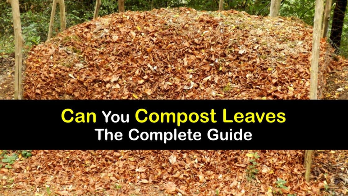 Composting Leaves Adding Leaves to Your Compost