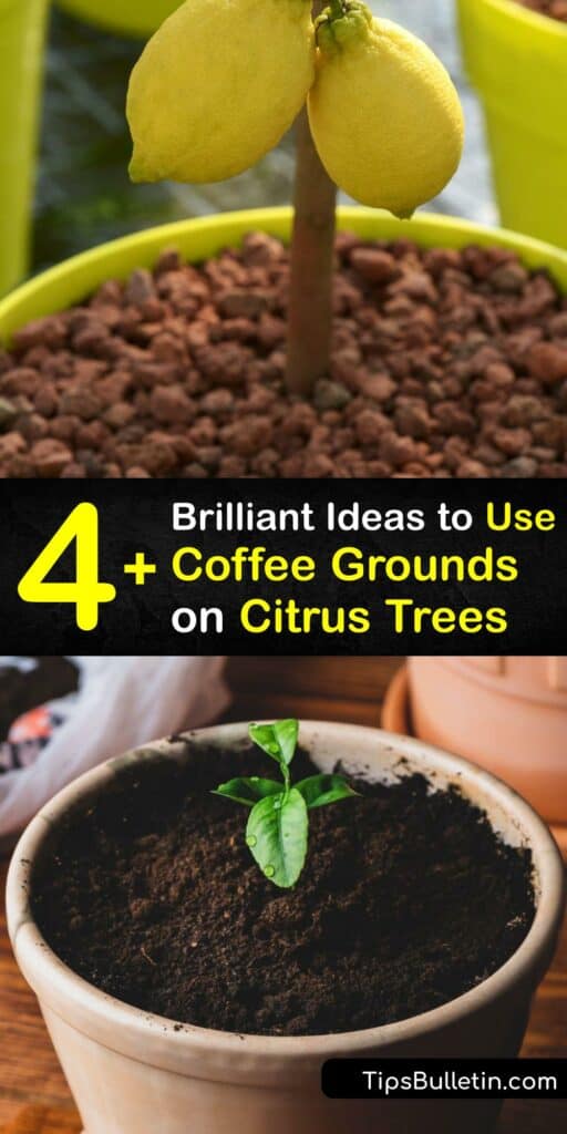 Spent coffee grounds make the best fertilizer for your Meyer lemon tree or other citrus trees, and increase fruit production. Use fresh coffee grounds as granular or liquid fertilizer, or as mulch to boost soil structure and aid water retention. #fertilize #citrus #trees #coffee #grounds