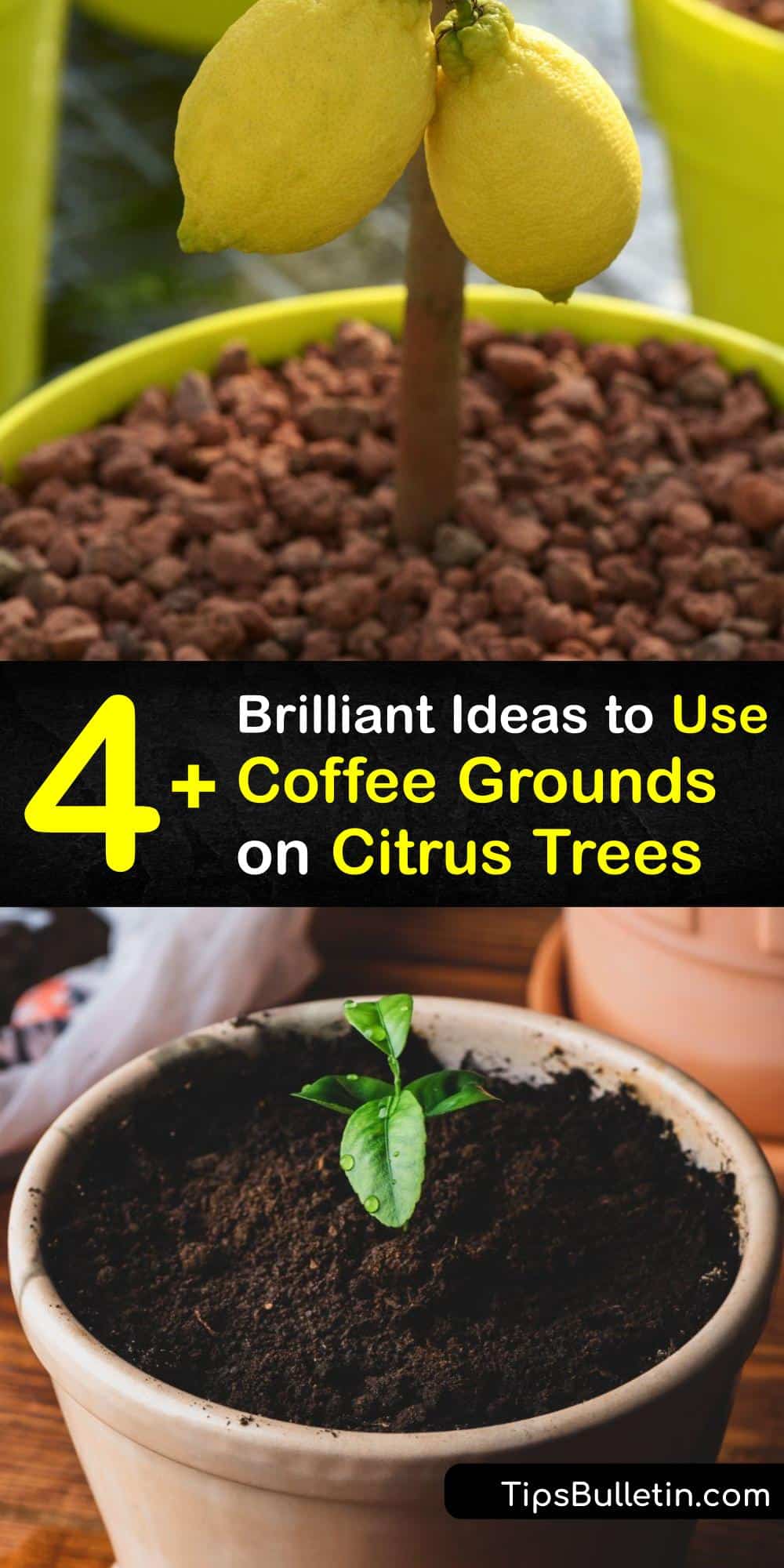 Caring for Citrus Trees Coffee Grounds and Your Citrus Tree