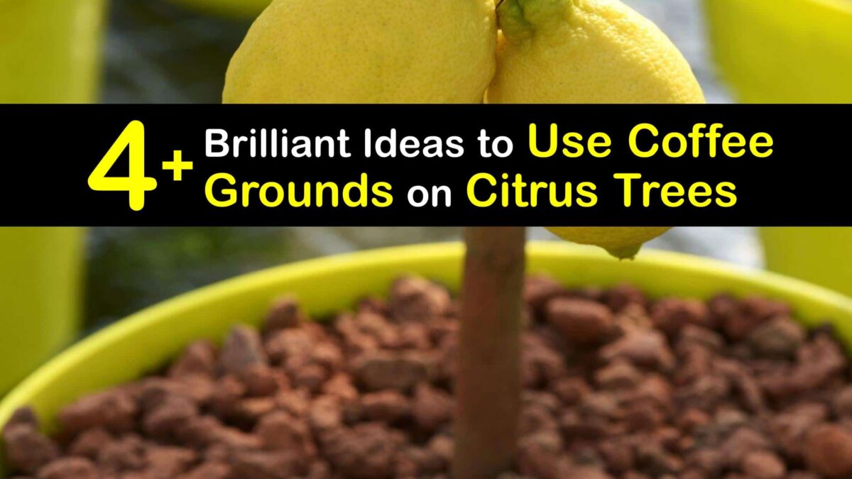 Caring for Citrus Trees Coffee Grounds and Your Citrus Tree