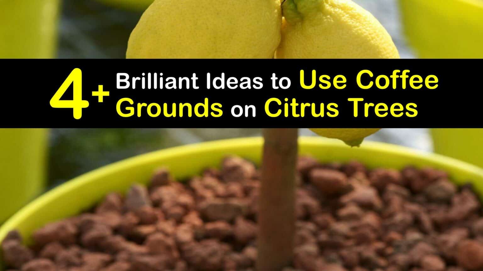 Caring for Citrus Trees Coffee Grounds and Your Citrus Tree