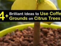How to Fertilize Citrus Trees with Coffee Grounds titleimg1