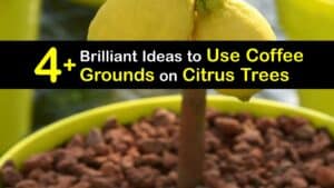 How to Fertilize Citrus Trees with Coffee Grounds titleimg1