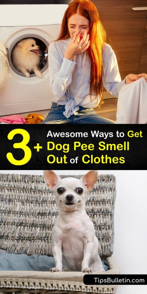 Learn how to get dog urine smell out of clothes. Special cleaners are necessary to remove a urine stain, whether from dog pee or cat urine. Fortunately, vinegar, baking soda, and other ingredients work wonders for removing a pet stain and urine odor. #howto #remove #dog #pee #smell #clothes