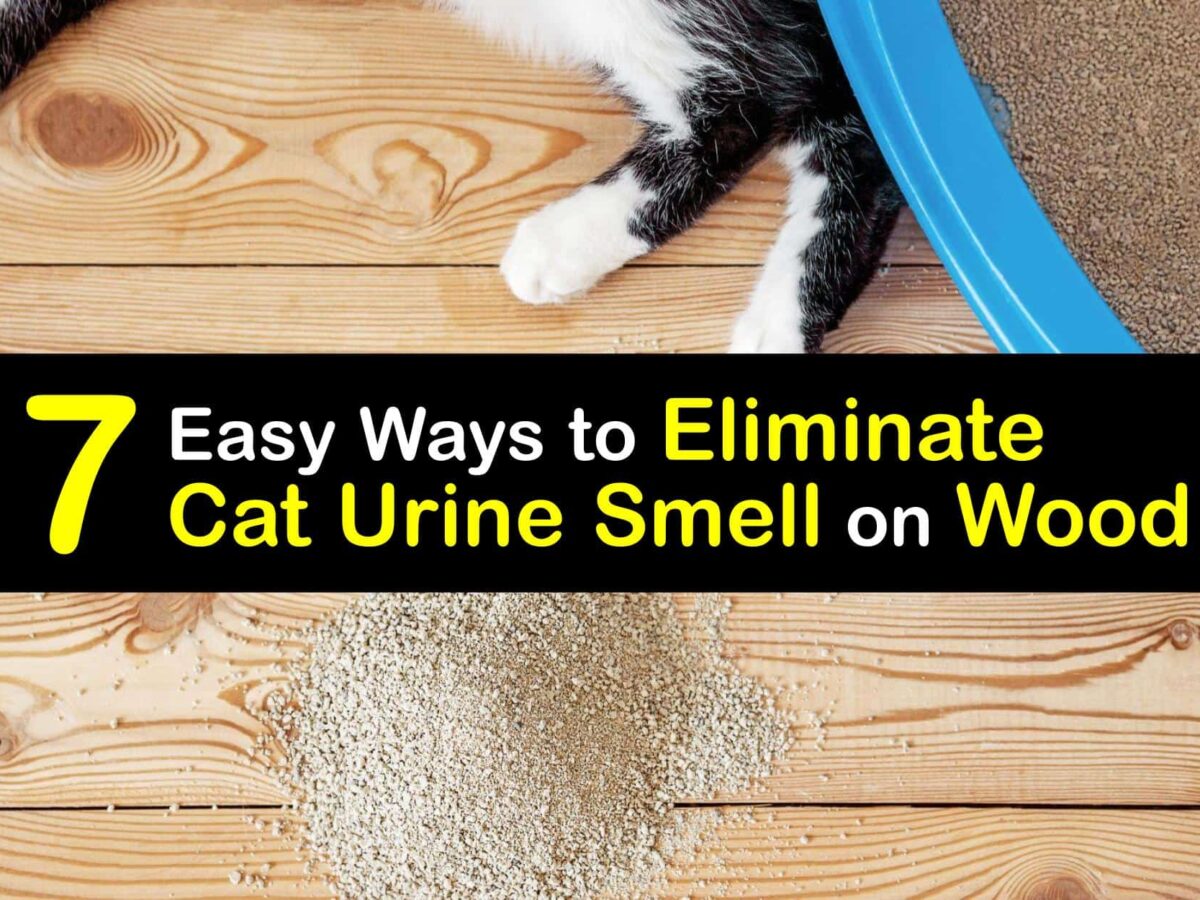 How to Get Cat Pee Smell & Stains Out of Clothes: Quick & Easy