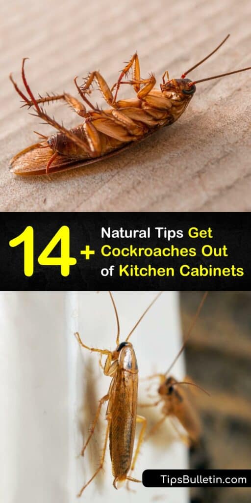 If you think you have a roach infestation in your home, start by inspecting your kitchen cabinets for signs of roach activity. To get rid of roaches, use items like boric acid, baking soda, and homemade cockroach spray to eliminate the problem. #cockroaches #kitchen #cabinets