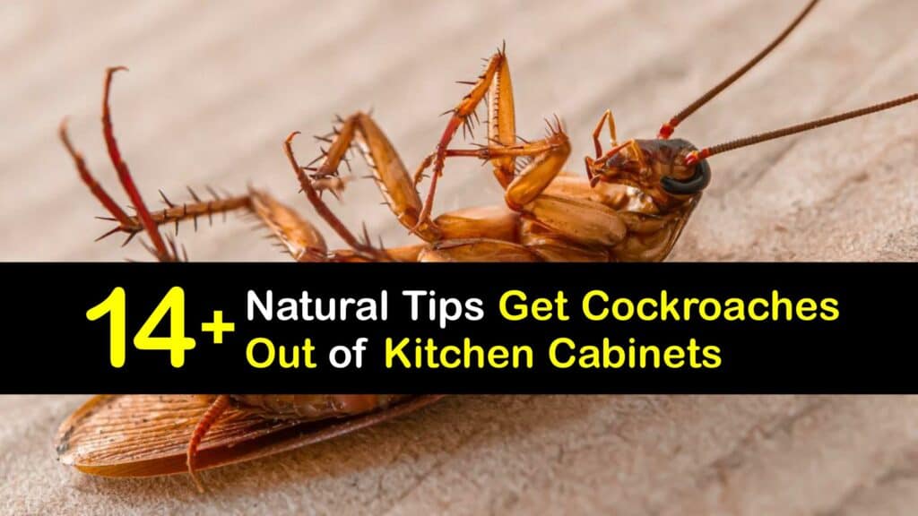 How to Get Rid of Cockroaches in Kitchen Cabinets titleimg1