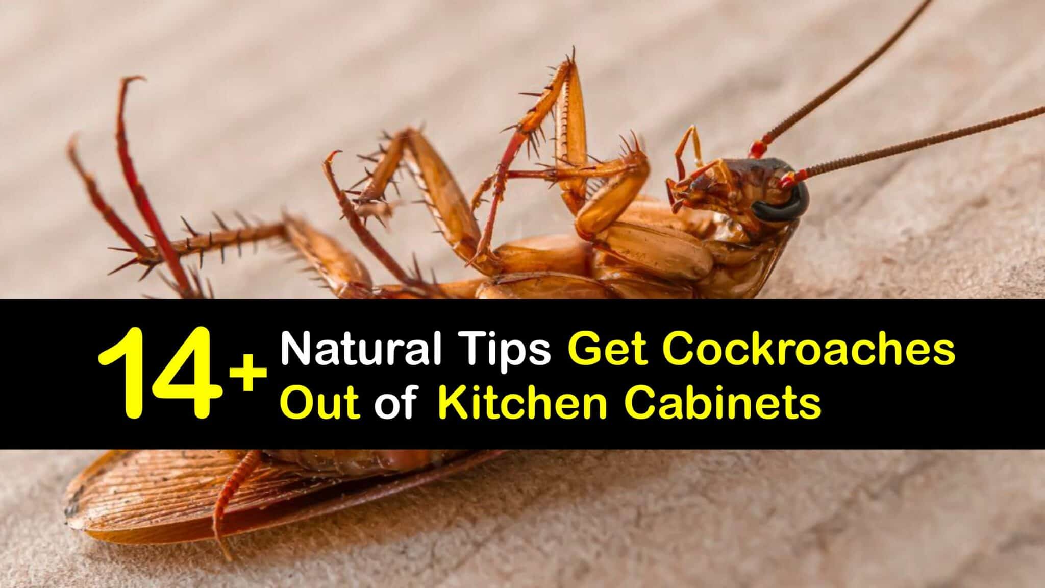Kitchen Roaches - Get Rid of Cockroaches in Kitchen Cabinets