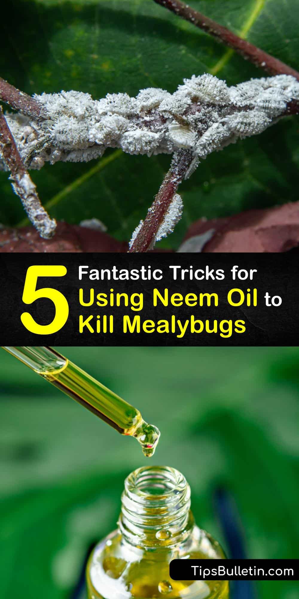 Control Mealybugs with Neem Oil Tips to Get Rid of Mealybugs