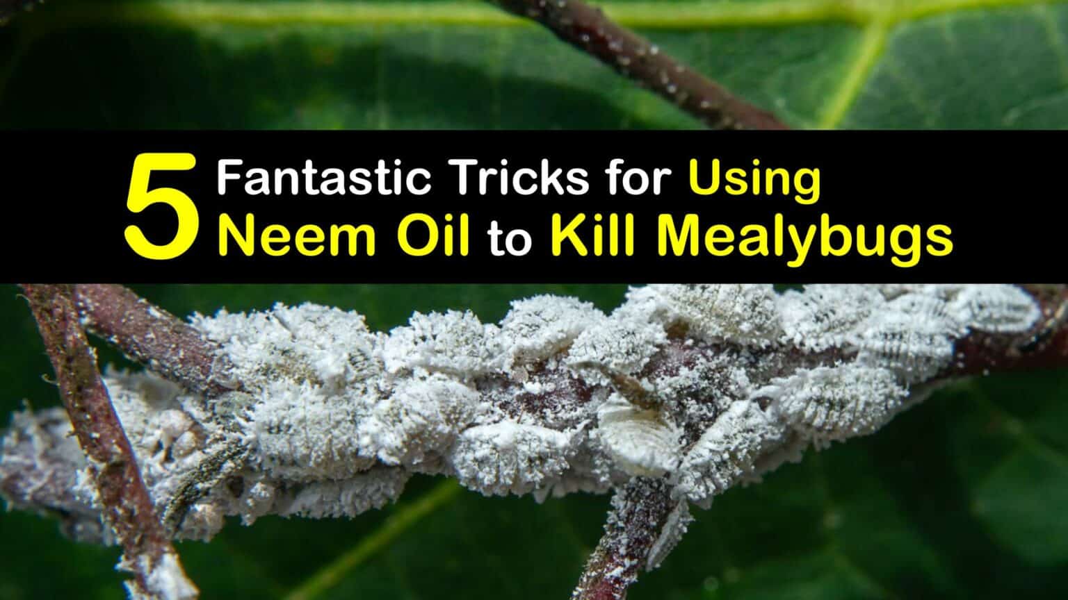 Control Mealybugs with Neem Oil - Tips to Get Rid of Mealybugs