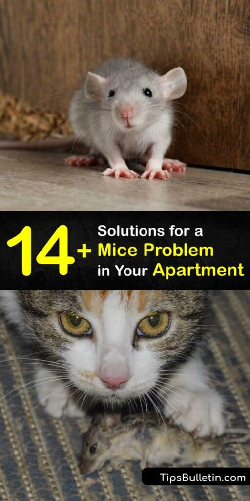 If the issue is left unresolved, spotting a few house mice in your apartment can quickly lead to a mouse infestation. Learn how to repel mice using homemade traps with peanut butter and natural mice repellents made from essential oil and bay leaves. #getridof #mice #apartment