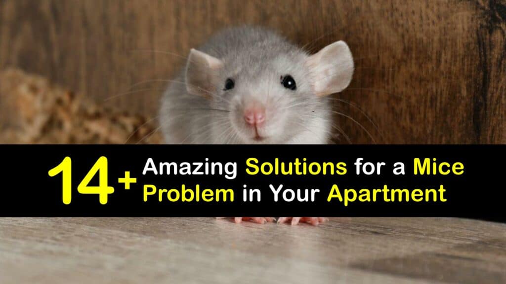 How to Get Rid of Mice in an Apartment titleimg1