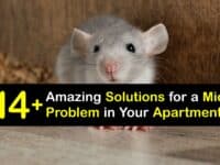 How to Get Rid of Mice in an Apartment titleimg1