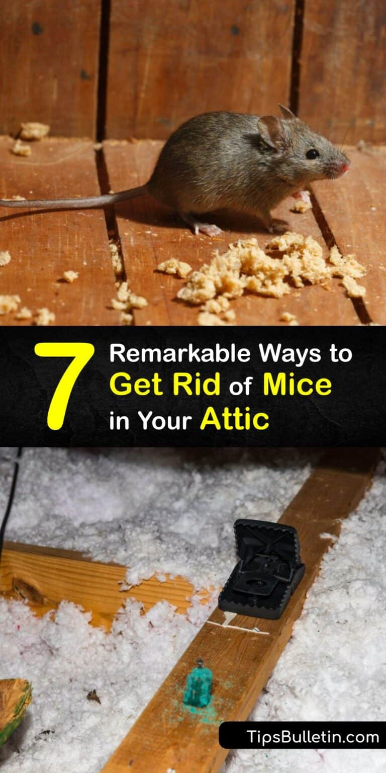 Get Rid of a Mouse in an Attic Mice Control Strategies for Attics