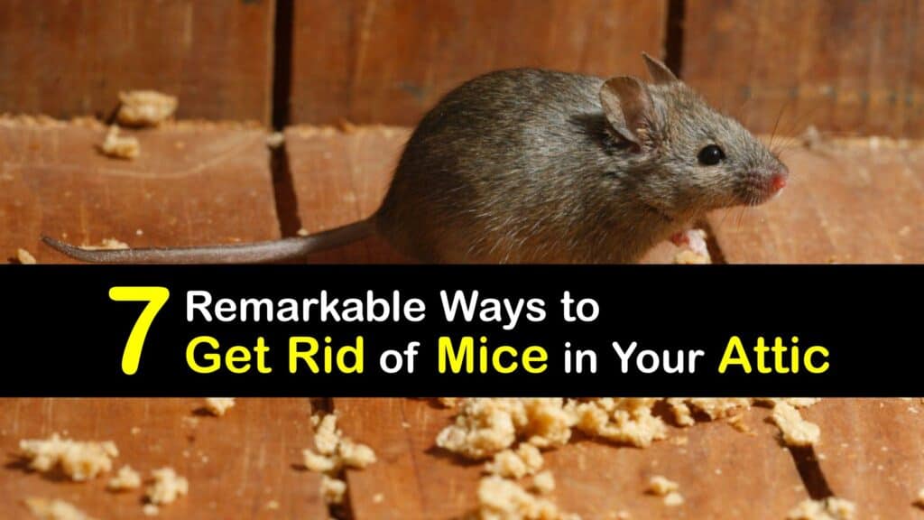 How to Get Rid of Mice in the Attic titleimg1