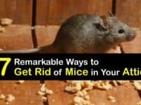 How to Get Rid of Mice in the Attic titleimg1