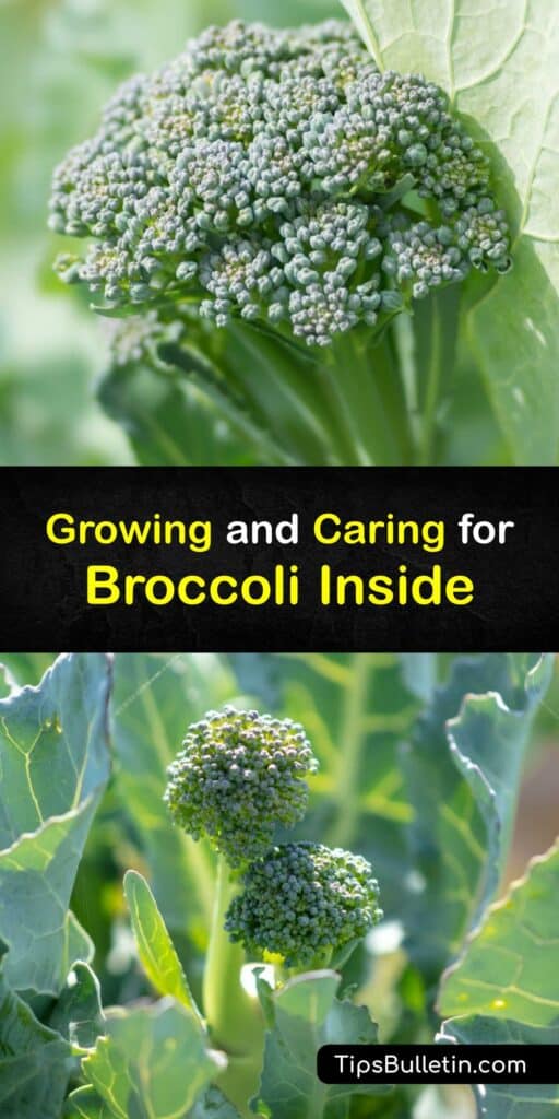 It's possible to grow Brassica plants like broccoli inside if you provide your sprouting plants with the necessary growing conditions. Learn how to grow broccoli indoors with tips on the conditions to help germinate your broccoli seeds. #grow #broccoli #indoors