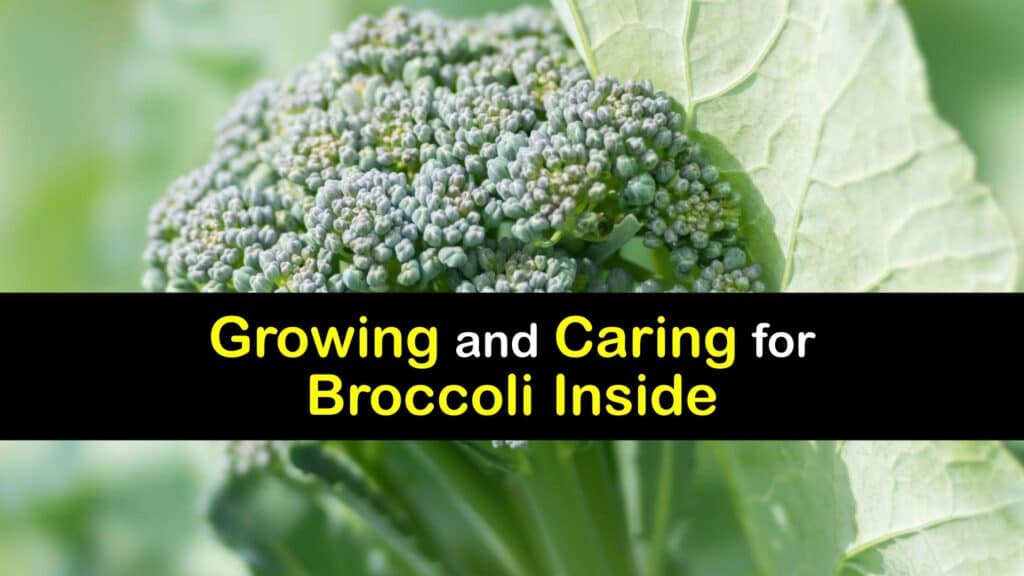 How to Grow Broccoli Indoors titleimg1
