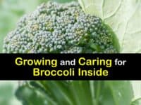 How to Grow Broccoli Indoors titleimg1