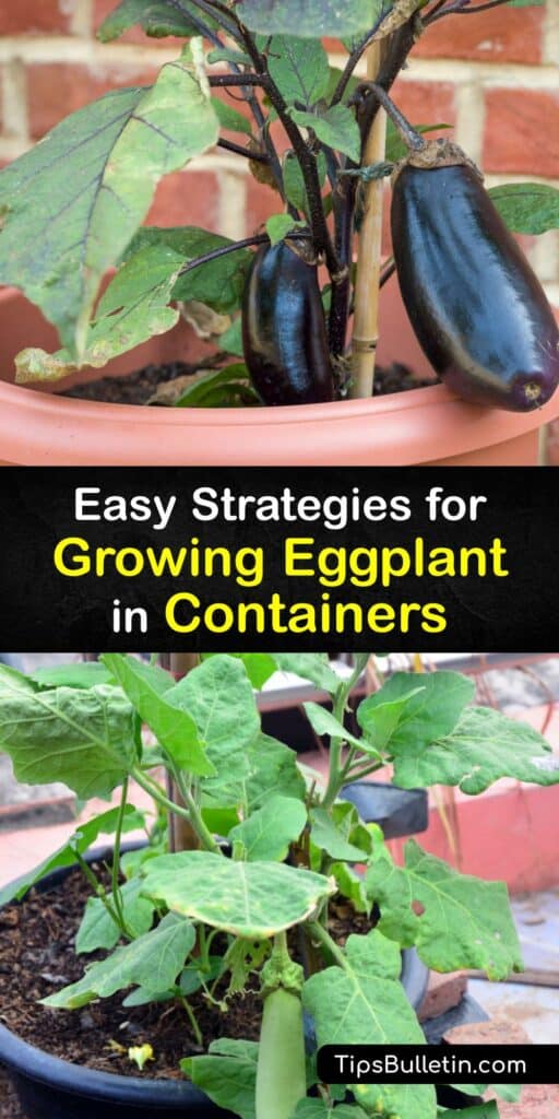 Learn to plant eggplant seed or an eggplant seedling in a container for a square foot or indoor garden and grow an eggplant plant for delicious fruit. Choose a variety like the Japanese eggplant, buy eggplant seeds and enjoy container gardening with this easy veggie. #grow #eggplant #container