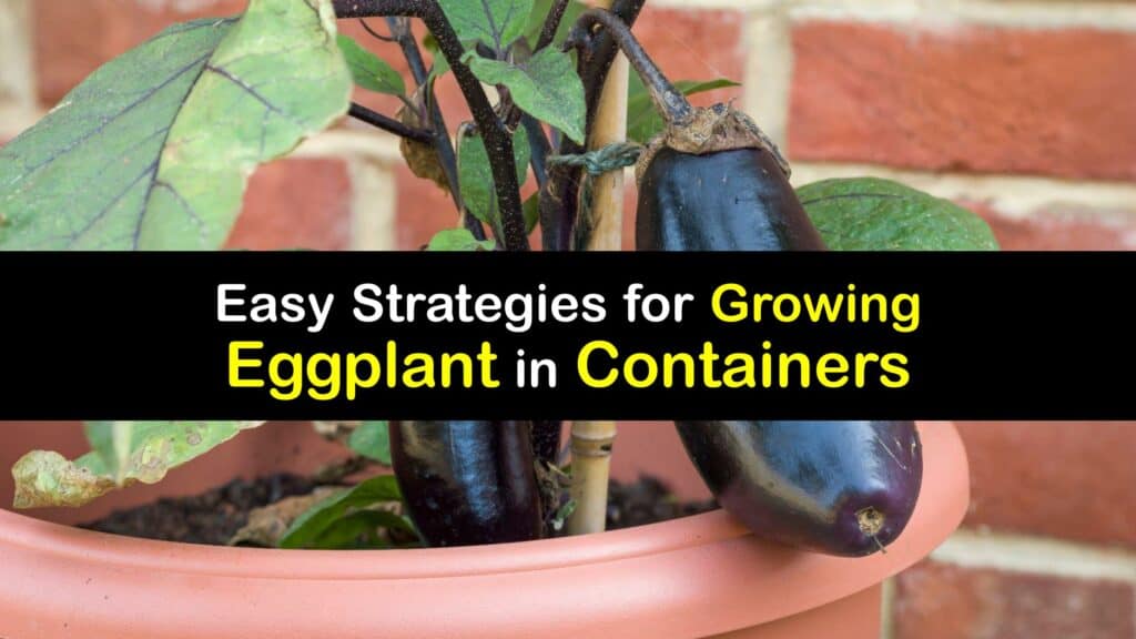 How to Grow Eggplant in a Container titleimg1