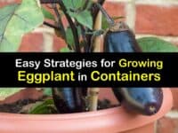 How to Grow Eggplant in a Container titleimg1