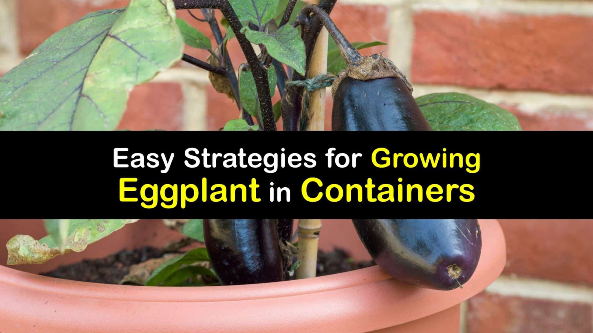 Plant Eggplant in Containers Ways to Grow Eggplant in Pots