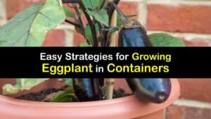 How to Grow Eggplant in a Container titleimg1