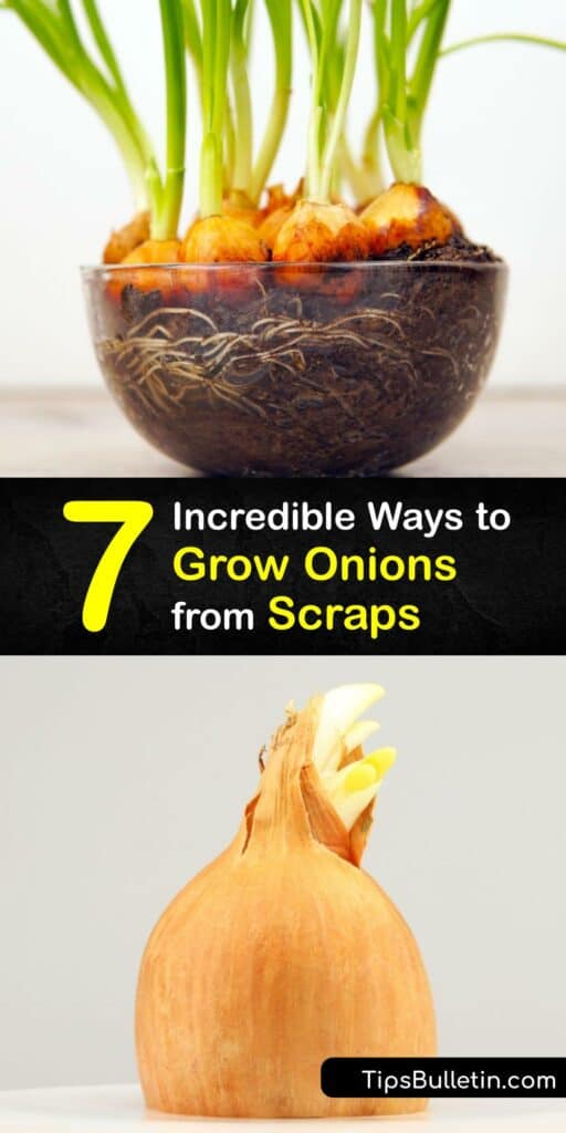 It’s simple to grow onions as houseplants for an endless supply of fresh veggies. Regrowing spring onions for new tasty green shoots is a simple DIY, done by placing the bulbs from your grocery store onions in water or potting soil on a sunny windowsill. #grow #onions #scraps