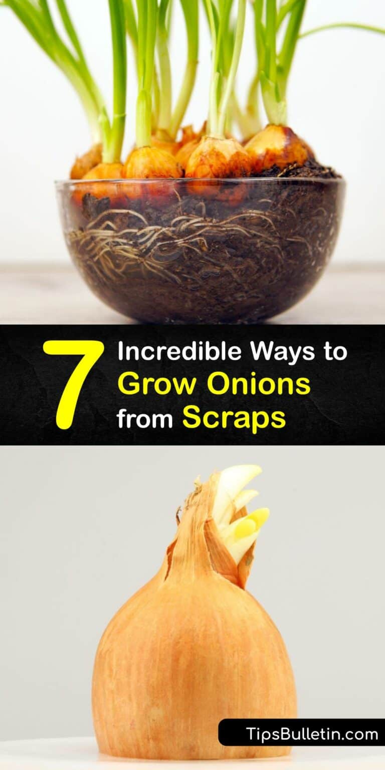 Planting Onion Scraps Grow Your Own Onions from Onion Pieces