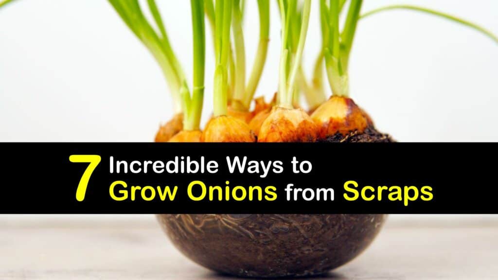 How to Grow Onions from Scraps titleimg1