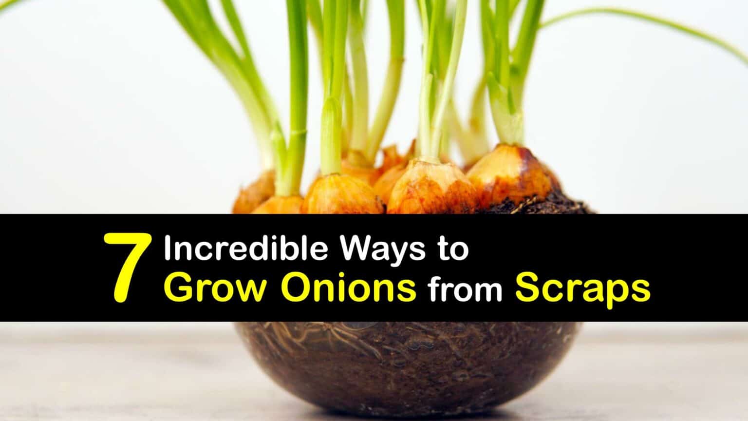 Planting Onion Scraps Grow Your Own Onions from Onion Pieces