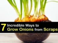 How to Grow Onions from Scraps titleimg1