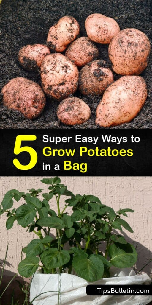 Learning how to grow potatoes in bags lets you grow your own potatoes in small spaces. Whether you like new potatoes or big baker spuds, growing tubers is easy with some sturdy plastic bags, mulch, and a few inches of soil. #grow #potatoes #bag