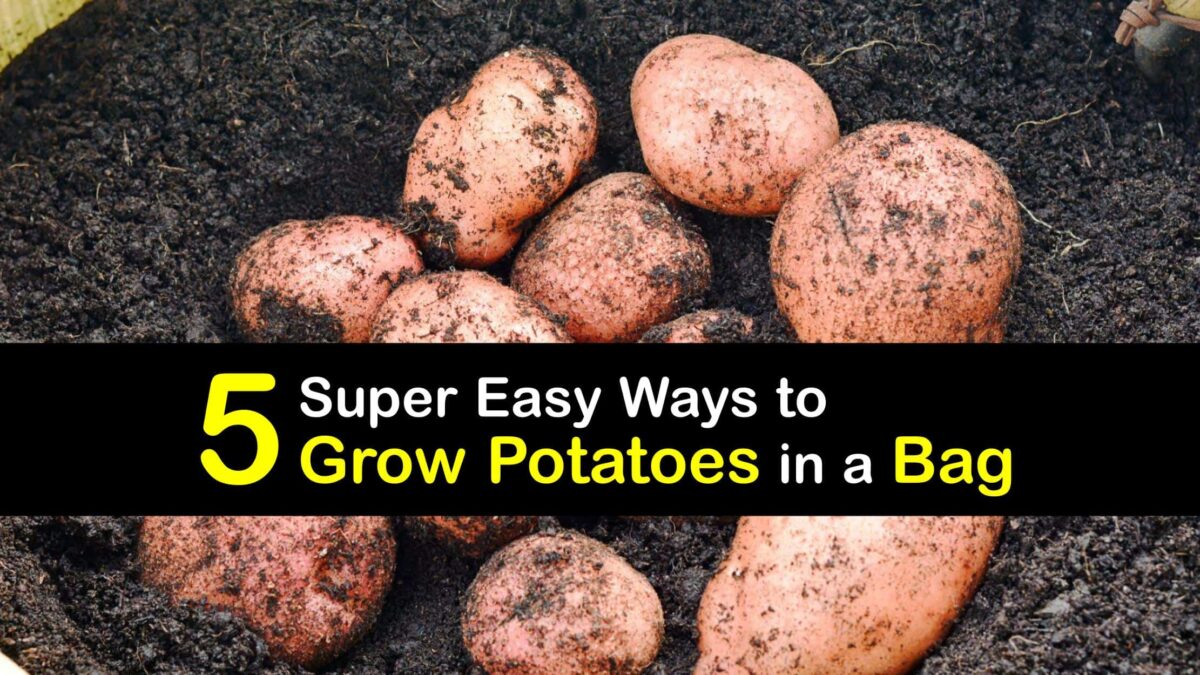 Grow Potatoes in Containers Tips for Caring for Potatoes in Bags