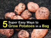 How to Grow Potatoes in a Bag titleimg1