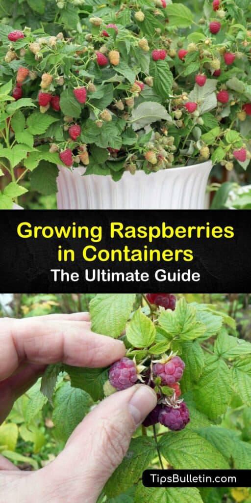 Discover how to grow summer-bearing or everbearing raspberry plants in containers. Growing raspberries in pots is simple. Some raspberry bushes have fruit the first year, while others do not produce berries until the second year. #grow #raspberries #container #pots
