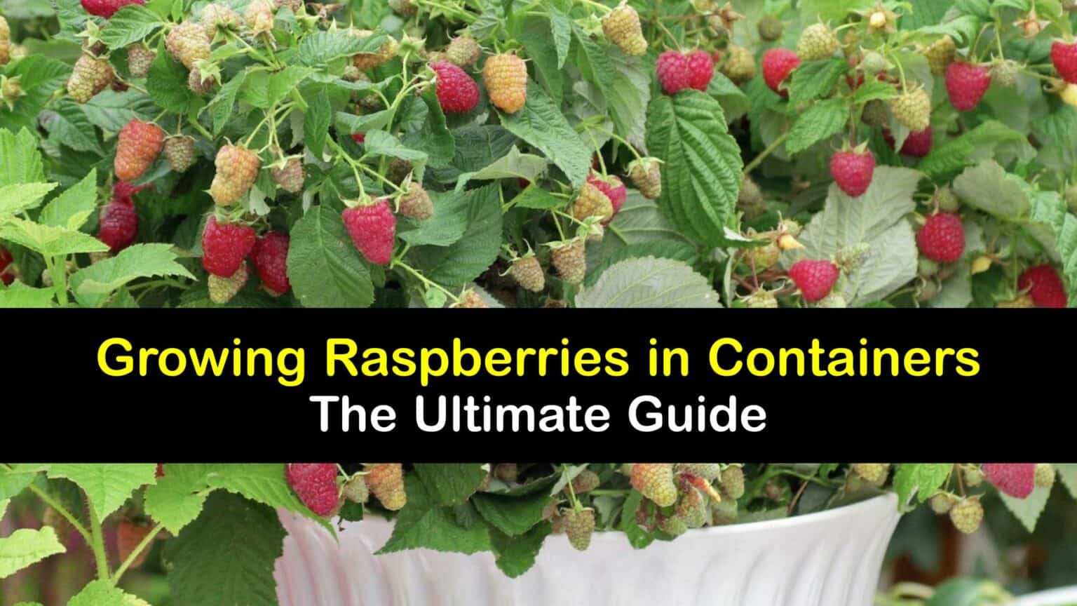 Grow Raspberries in Pots Plant Raspberry Bushes in Containers