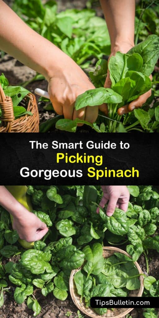 Discover how to grow and harvest the outer leaves of amazing cool weather spinach so you can use the whole plant for every dish. Learn about early spring planting and how to get rid of pests like aphids and downy mildew. Gorgeous spinach is yours this year! #harvest #fresh #spinach