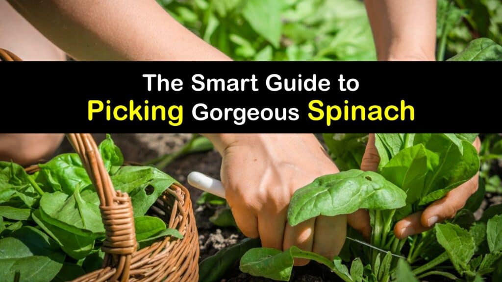 How to Harvest Spinach titleimg1