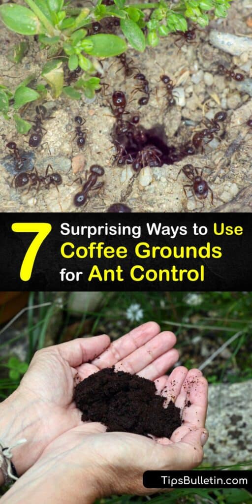 Discover how to use coffee grounds to repel ants from the home and garden. Leftover or fresh coffee grounds are great for pest control, and combining them with diatomaceous earth, boric acid, or essential oils naturally eliminates the fire ant and sugar ant. #coffee #grounds #repel #ants