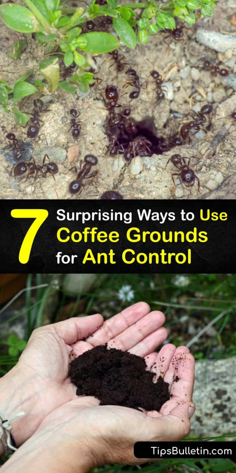 Homemade Ant Control Coffee Grounds to Repel Ants